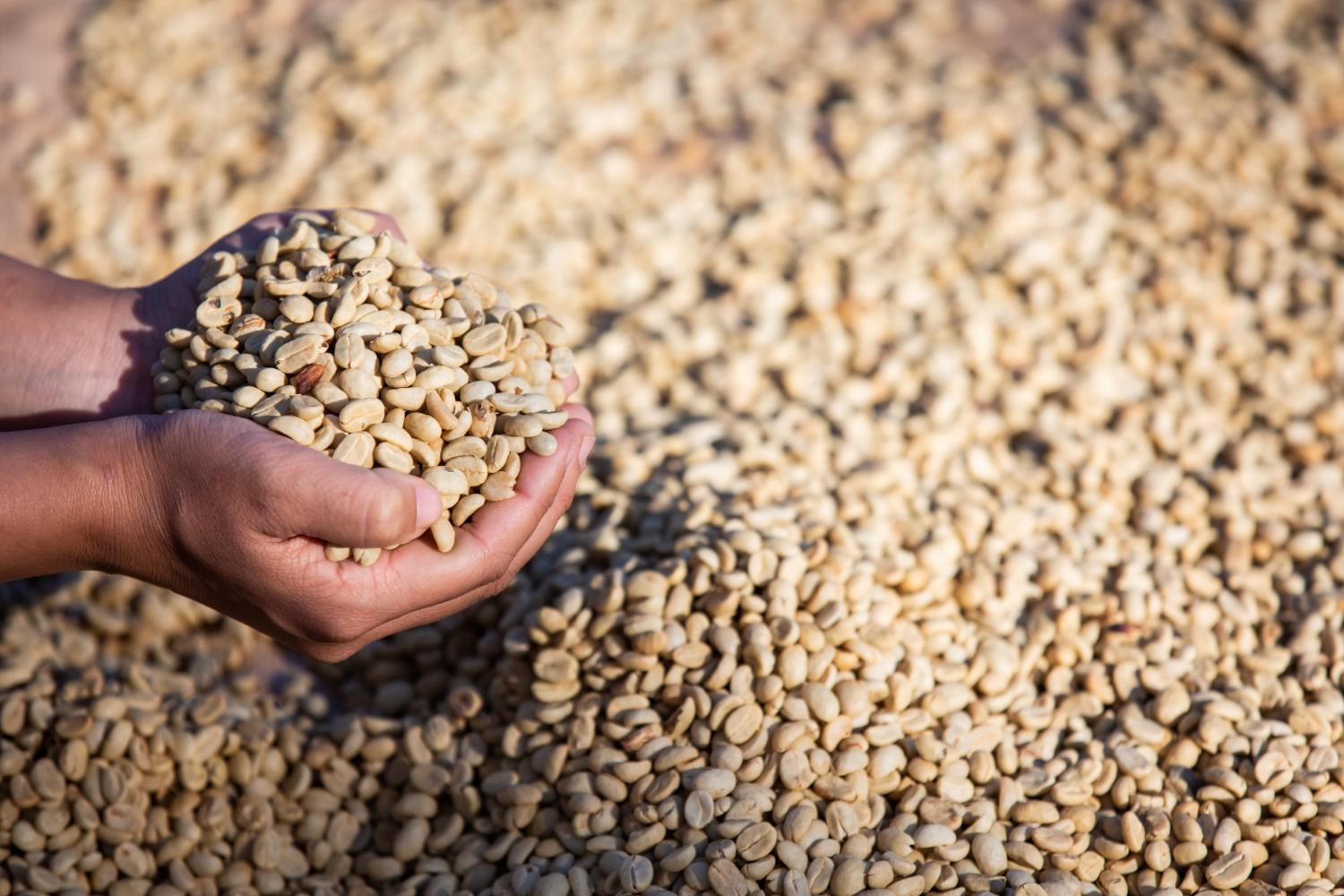 Refined Coffee Canada Service: Trade Facilitation
